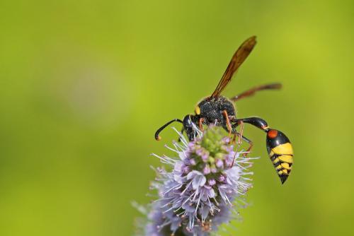 Réf. 209 425 : Delta unguiculatum
